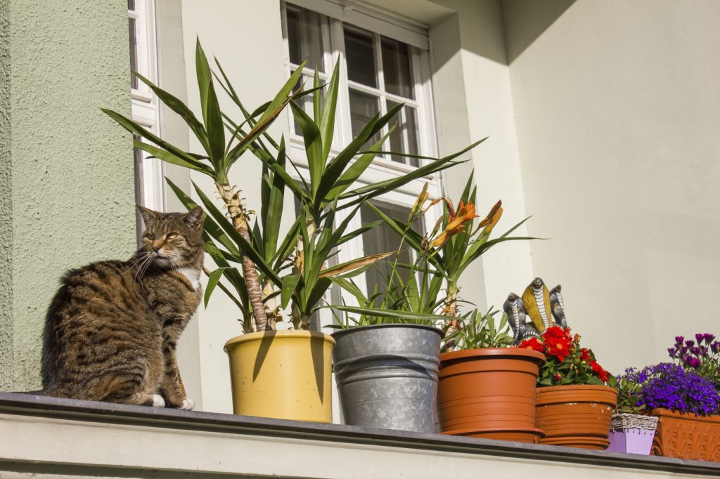 Plants on a balcony with a cat