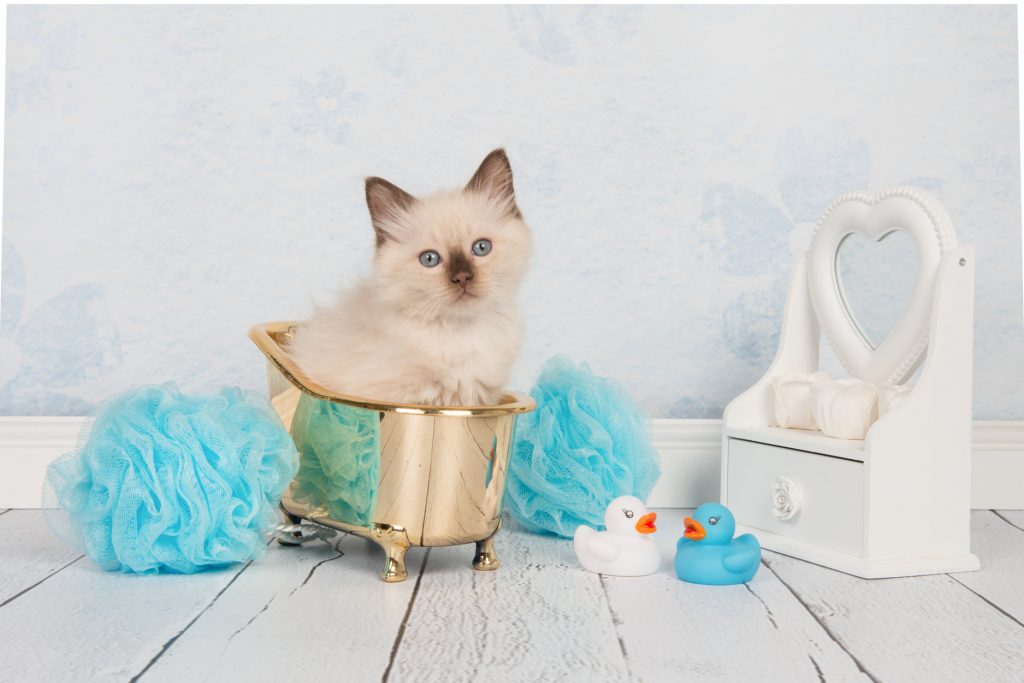 Cat in a Bathtub